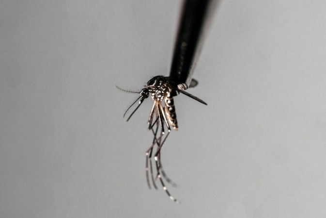 Armee soll in Sri Lanka bei Eindämmung von Dengue-Fieber helfen