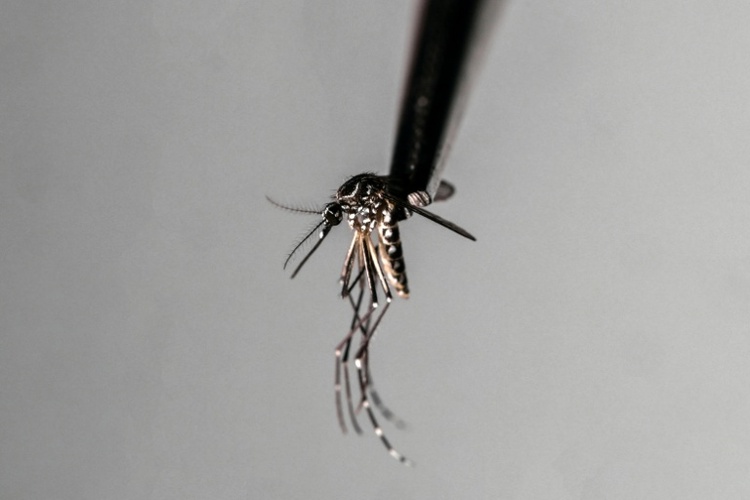 Armee soll in Sri Lanka bei Eindämmung von Dengue-Fieber helfen