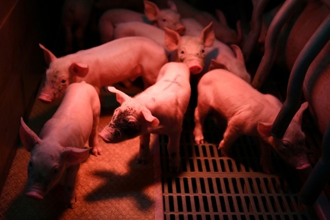 Brand mit 57.000 toten Schweinen: Tierhaltung in Alt Tellin ist Geschichte