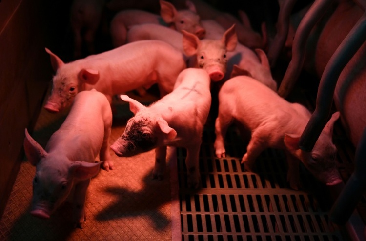 Brand mit 57.000 toten Schweinen: Tierhaltung in Alt Tellin ist Geschichte