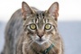 Mit Katzenlauten aus Smartphone: Feuerwehr in Aurich befreit Katze aus Motorraum