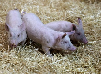 600 Ferkel ohne Wasser: Autobahnpolizei stoppt Tiertransport bei Hitze in Bayern