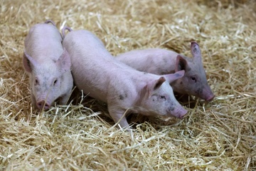 600 Ferkel ohne Wasser: Autobahnpolizei stoppt Tiertransport bei Hitze in Bayern
