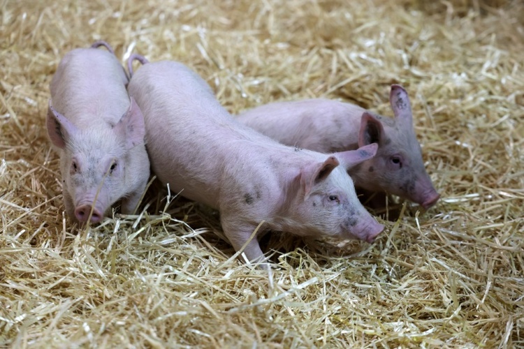 600 Ferkel ohne Wasser: Autobahnpolizei stoppt Tiertransport bei Hitze in Bayern