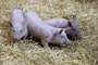 600 Ferkel ohne Wasser: Autobahnpolizei stoppt Tiertransport bei Hitze in Bayern