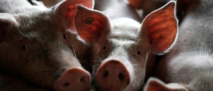 Weniger schweinehaltende Betriebe - Zahl der Tiere aber steigend