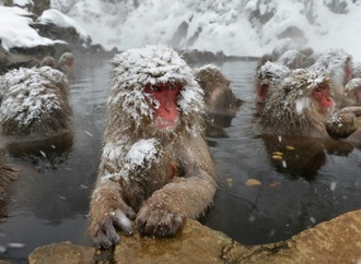 Schlechtes Benehmen von Touristen: Schneeaffenpark in Japan begrenzt Besucherzahl