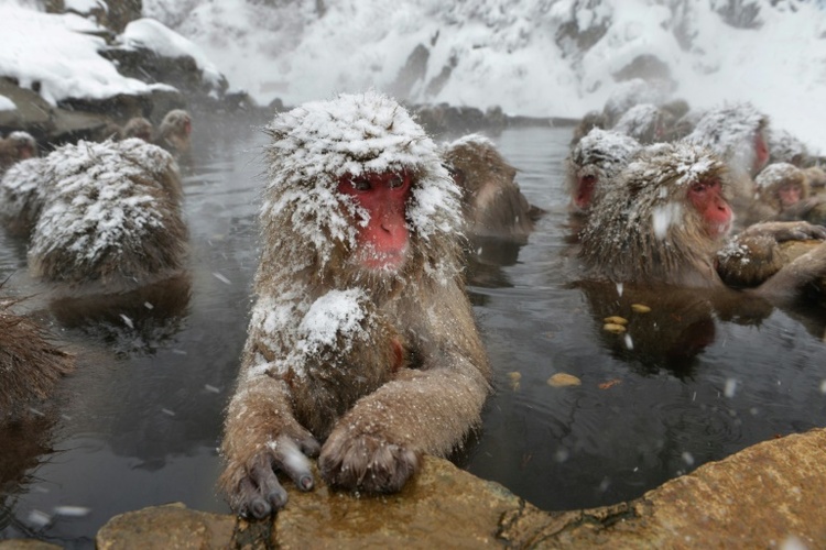 Schlechtes Benehmen von Touristen: Schneeaffenpark in Japan begrenzt Besucherzahl