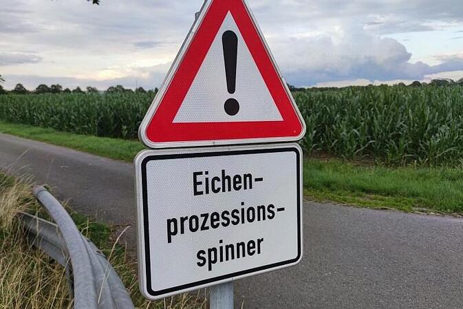 Ministerium: Gifteinsatz gegen Eichenprozessionsspinner möglich