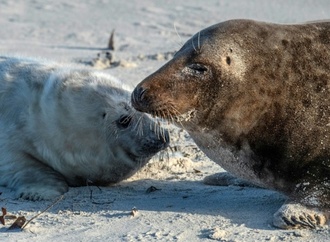 Erneut mehr Kegelrobben in Wattenmeer gezählt