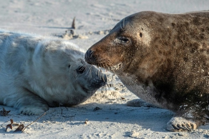 Erneut mehr Kegelrobben in Wattenmeer gezählt