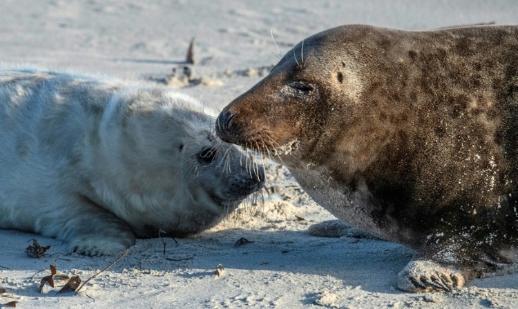 Erneut mehr Kegelrobben in Wattenmeer gezählt