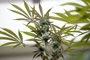 RKI: Cannabiskonsum bei jungen Männern steigt weiter an