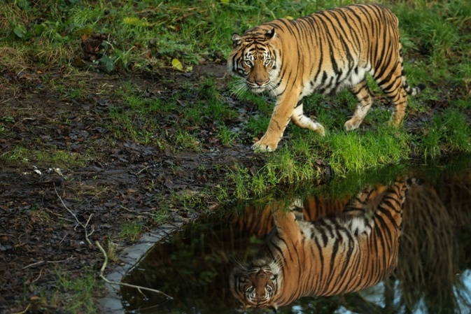 Nach Tigerausbruch in Sachsen: Behörden holen sechs Tiere aus Gehege