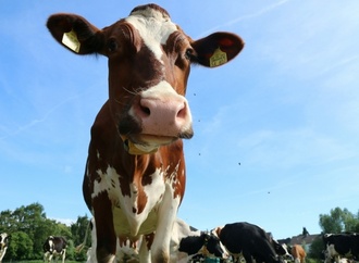 Jeder Zweite auf dem Dorf hält Landleben für sehr gesund