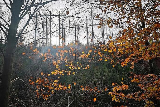 Studie: Bäume sterben in Europa zunehmend verfrüht ab