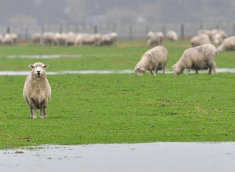 Ausgebüxter Schafbock bedient sich an Gurken: Polizeieinsatz in Thüringen