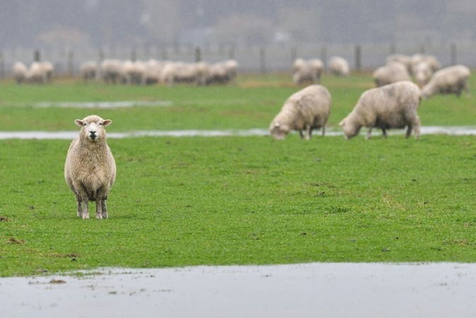 Ausgebüxter Schafbock bedient sich an Gurken: Polizeieinsatz in Thüringen
