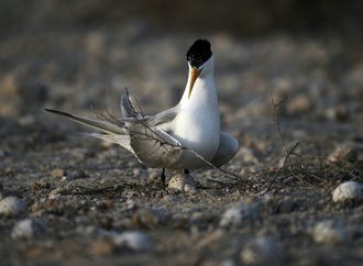 Vogelgrippe-Virusvariante H5 erstmals bei australischem Meeresvogel nachgewiesen