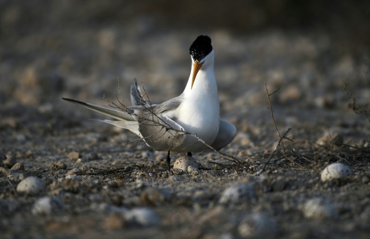 Vogelgrippe-Virusvariante H5 erstmals bei australischem Meeresvogel nachgewiesen