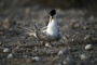 Vogelgrippe-Virusvariante H5 erstmals bei australischem Meeresvogel nachgewiesen