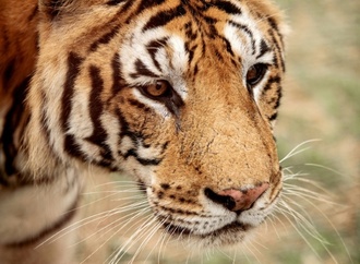 Zwei Monate nach Angriff durch entlaufenen Tiger in Sachsen: 72-Jähriger gestorben