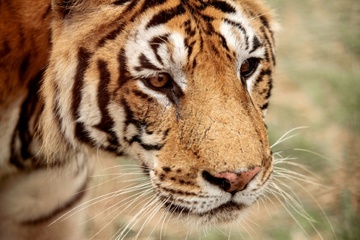 Zwei Monate nach Angriff durch entlaufenen Tiger in Sachsen: 72-Jähriger gestorben