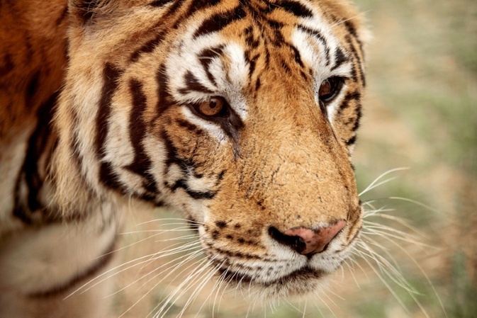 Zwei Monate nach Angriff durch entlaufenen Tiger in Sachsen: 72-Jähriger gestorben