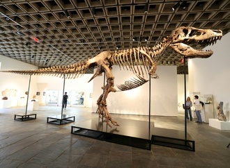 USA: T-Rex ''Gus'' bei Auktion für mehr als 50 Millionen Dollar versteigert