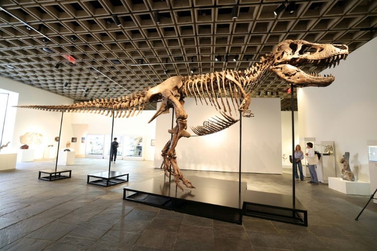 USA: T-Rex 