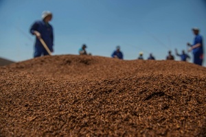 Südafrikanischer Rooibos-Tee reist zu Forschungszwecken ins All