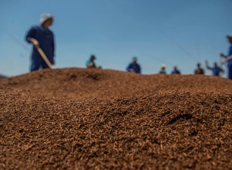 Südafrikanischer Rooibos-Tee reist zu Forschungszwecken ins All