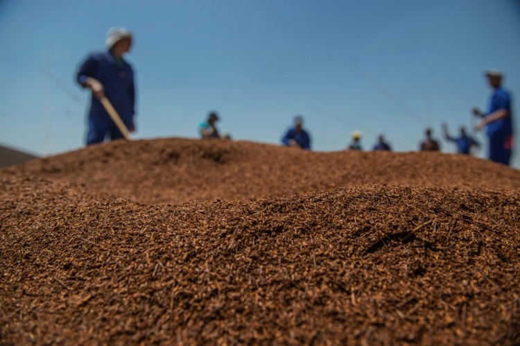 Südafrikanischer Rooibos-Tee reist zu Forschungszwecken ins All