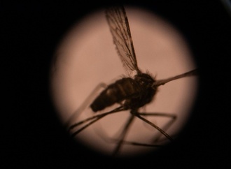 RKI: Vier Beschäftigte an Frankfurter Flughafen an Malaria erkrankt