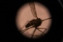 RKI: Vier Beschäftigte an Frankfurter Flughafen an Malaria erkrankt