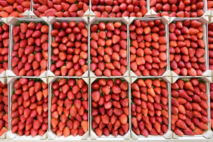 Deutlich niedrigere Ernte von Freiluft-Erdbeeren erwartet - auch weniger Spargel