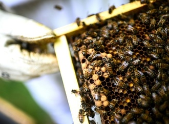 Frankreich will bereits verbotene Bienenkiller unter Auflagen wieder zulassen