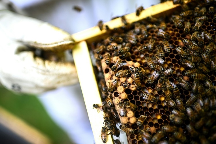 Frankreich will bereits verbotene Bienenkiller unter Auflagen wieder zulassen