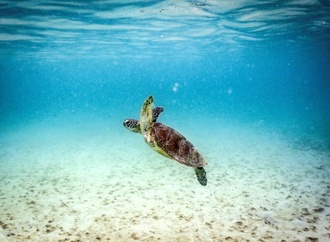 Great Barrier Reef: Wissenschaftler warnen vor ''Kollaps des Ökosystems''