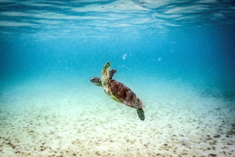 Great Barrier Reef: Wissenschaftler warnen vor 