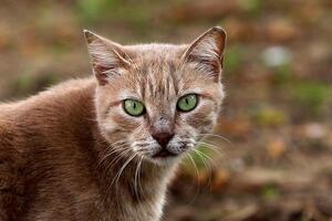 Tierschutzbund will Unterstützung des Bundes für Tierheime