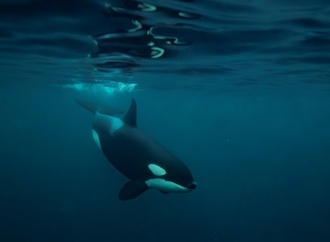 Forschungsbericht: Orcas zerfetzen Fische ''zum Spaß''