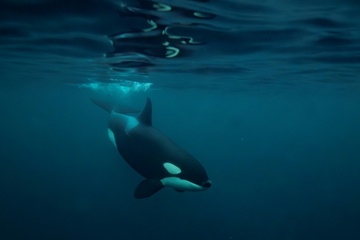 Forschungsbericht: Orcas zerfetzen Fische ''zum Spaß''