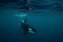 Forschungsbericht: Orcas zerfetzen Fische ''zum Spaß''