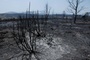 Waldbrand außer Kontrolle: 3500 Menschen in Gemeinde westlich von Madrid evakuiert