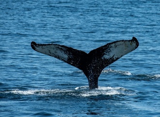 In Ostsee herumschwimmender Buckelwal nun in Flensburger Förde gesichtet
