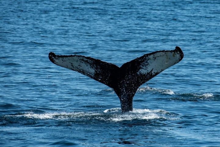 In Ostsee herumschwimmender Buckelwal nun in Flensburger Förde gesichtet