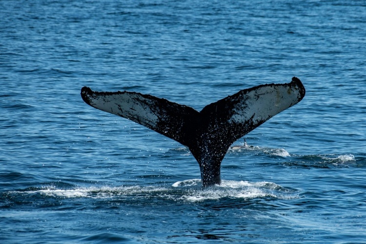 In Ostsee herumschwimmender Buckelwal nun in Flensburger Förde gesichtet