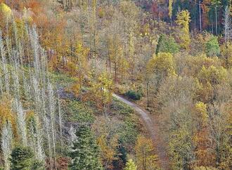 Forstkammer fordert mehr Engagement gegen Waldbrände