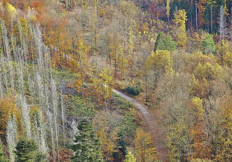 Forstkammer fordert mehr Engagement gegen Waldbrände